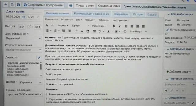Первичный осмотр избитой кошки - Спасение животных в Саратов