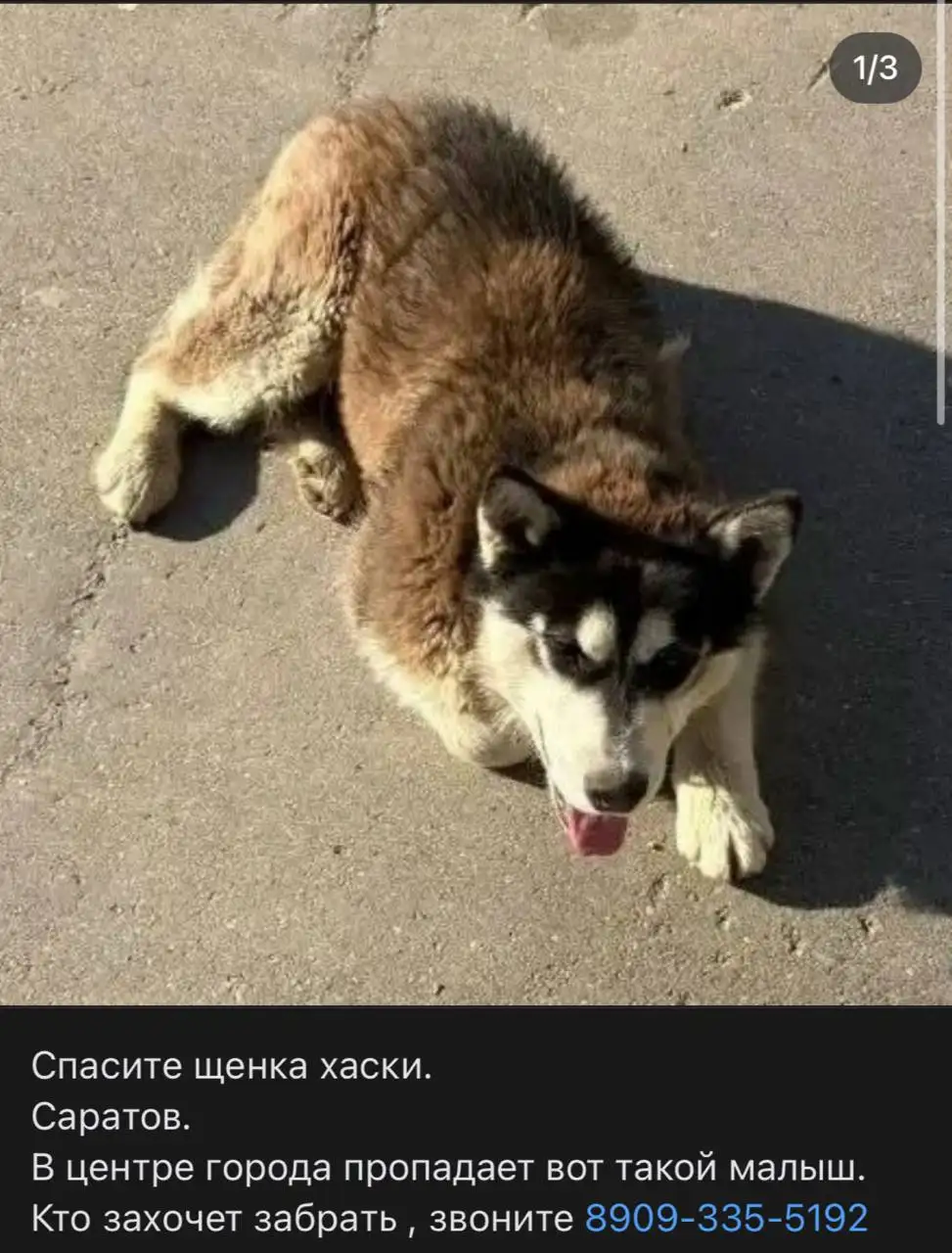 Спасите щенка хаски в Саратове - Животные в Саратов