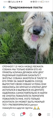 Пропажа кошки/собаки в Энгельсе - частное объявление в Энгельс