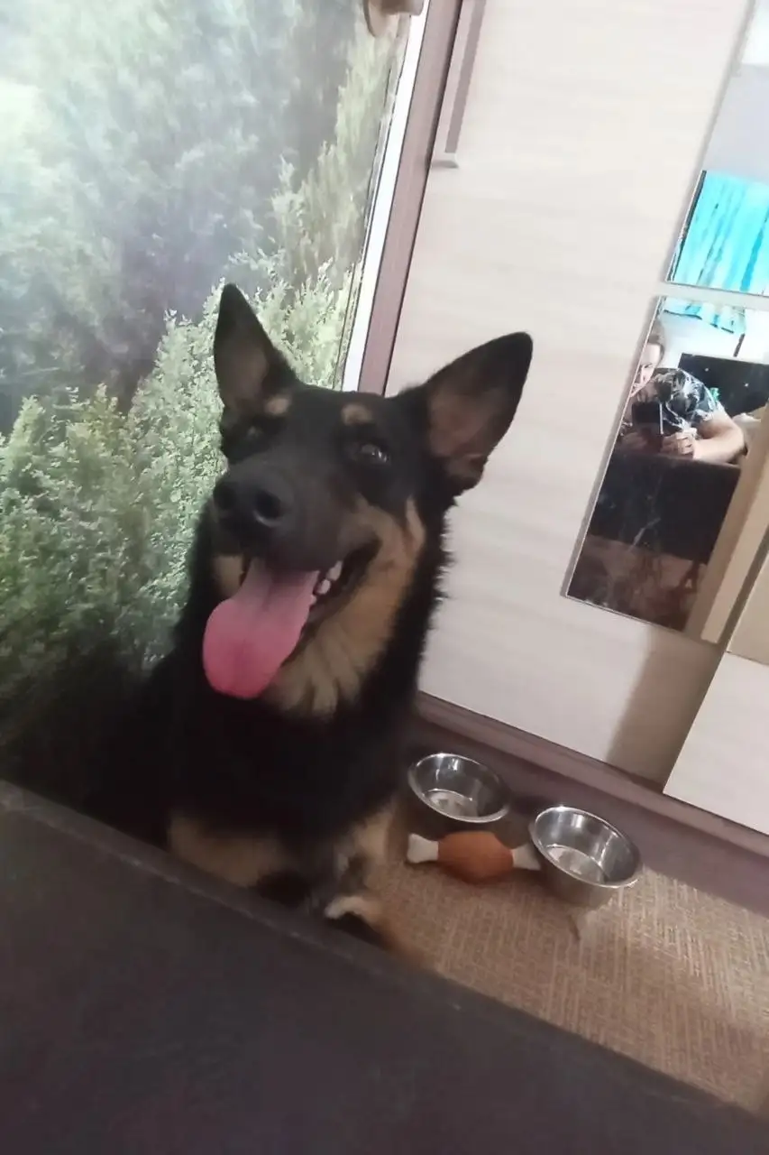 Потерялась собака на Кумысной поляне - Пропажа животных (Животные) в Саратов