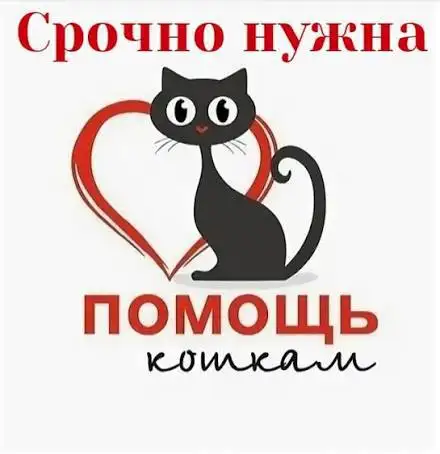 Потерялись домашние животные - Потеряшки (Животные) в Саратов