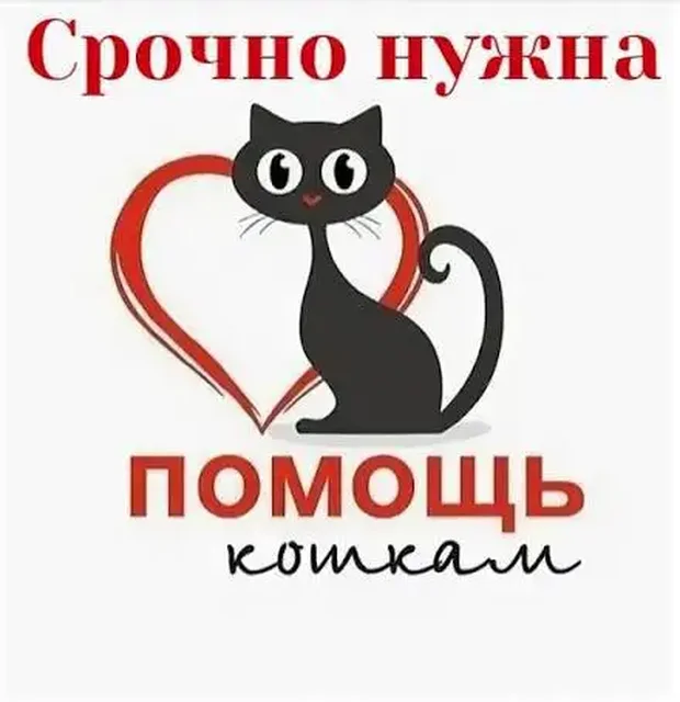 Потерялись домашние животные - Потерялись/Найдены в Саратов