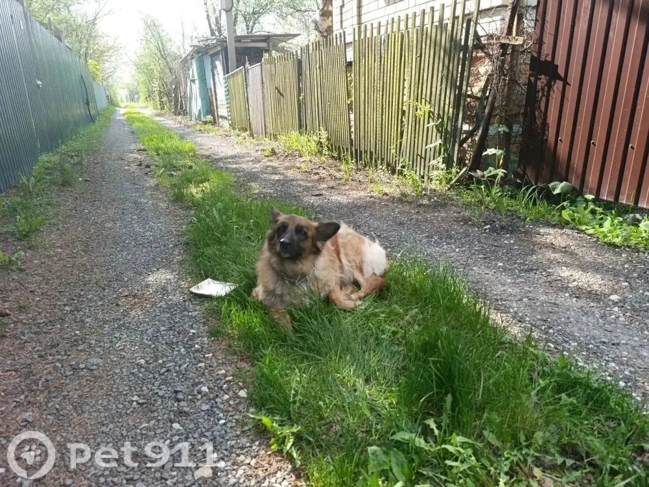 Найдена собака - Животные в Саратов