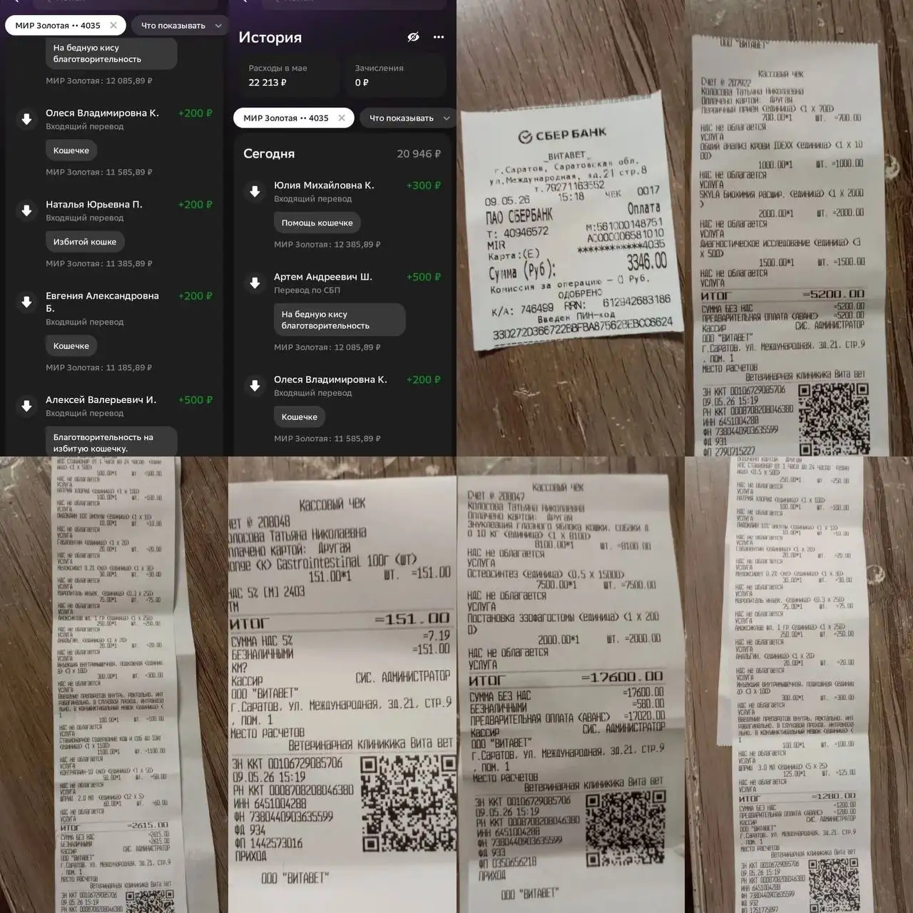 Кошечка после избиения нуждается в помощи - Кошки (Животные) в Саратов