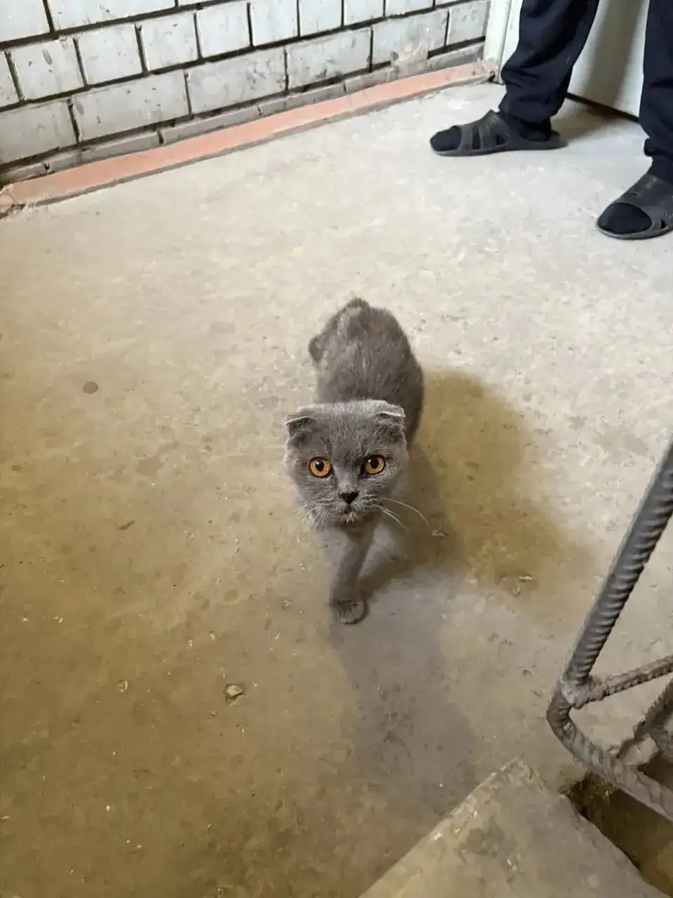 Котенок вислоухий, нуждается в передержке или доме - Кошки (Животные) в Саратов