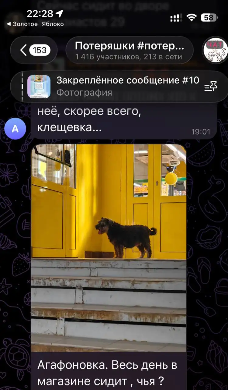 Потерялась собака - Потеряшки (Животные) в Саратов