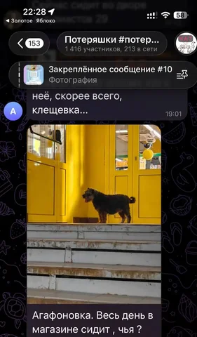 Потерялась собака - Потерялись/Найдены в Саратов