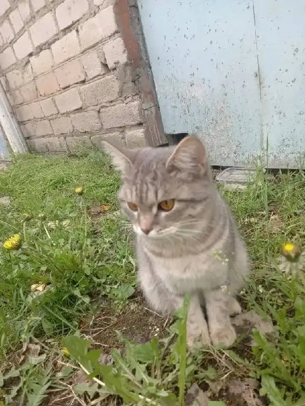 Потерялась кошка, требуется помощь - Бесплатно (Животные) в Энгельс