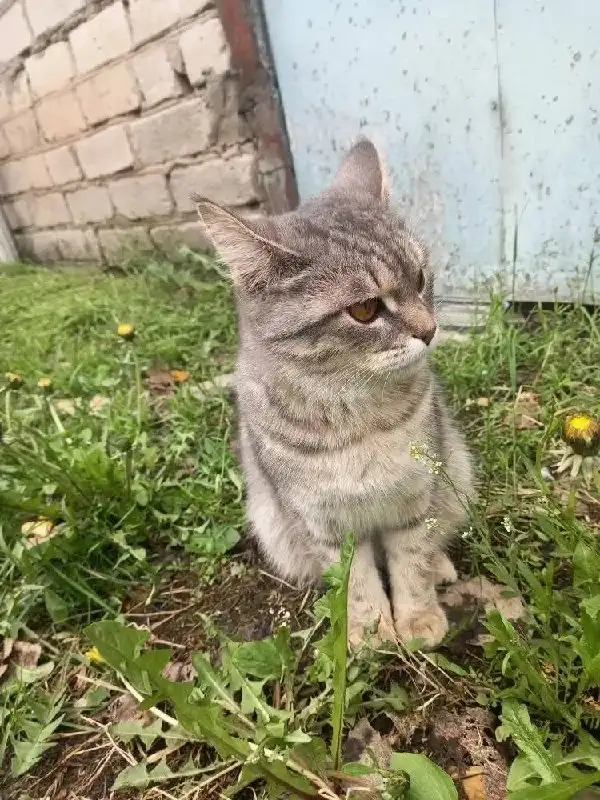 Потерялась кошка, требуется помощь - Бесплатно (Животные) в Энгельс