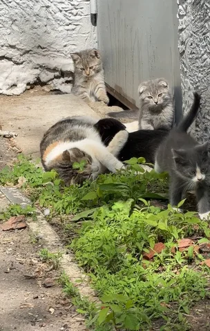 Котята в добрые руки - Потерялись/Найдены в Саратов