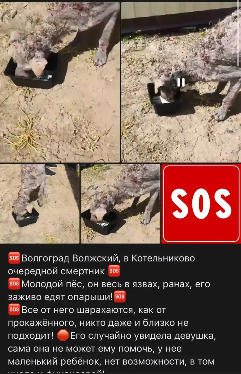 Спасение собаки в Волгоградской области - Животные в Волгоград
