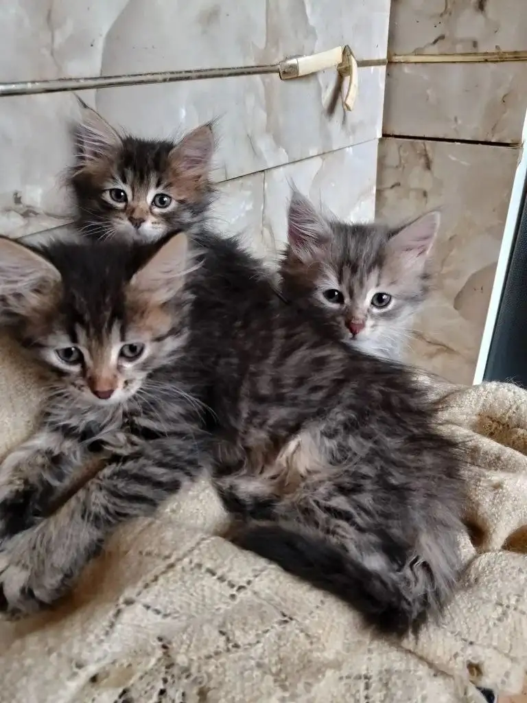 Спасённые котята ищут дом - Кошки (Животные) в Саратов