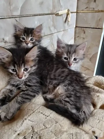 Спасённые котята ищут дом - Потерялись/Найдены в Саратов