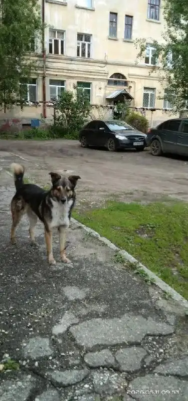 Потерялся кобель, заводской, с белым пятном на спине - Потеряшки (Животные) в Саратов