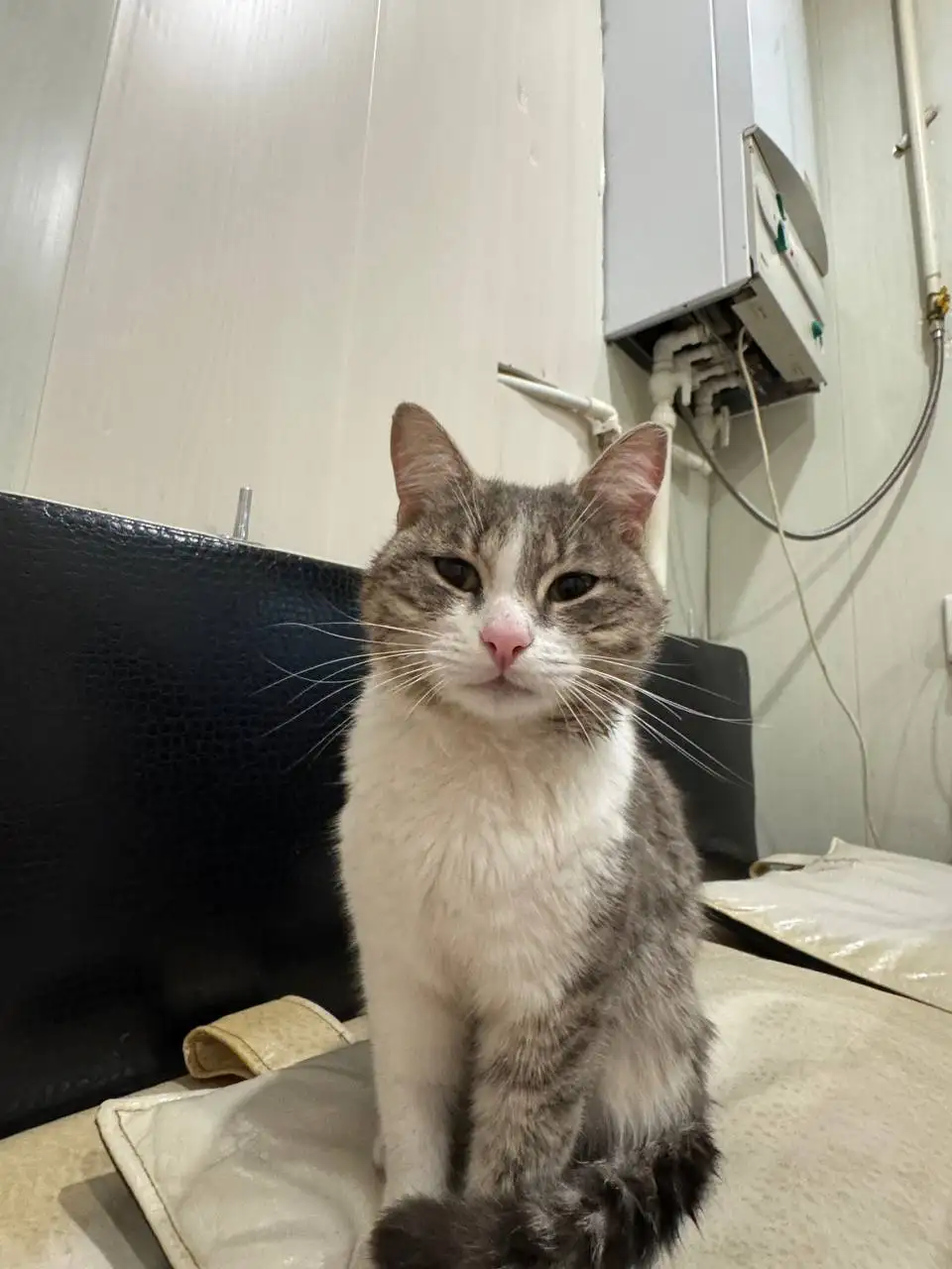 Найден домашний котик на проспекте - Кошки (Животные) в Саратов