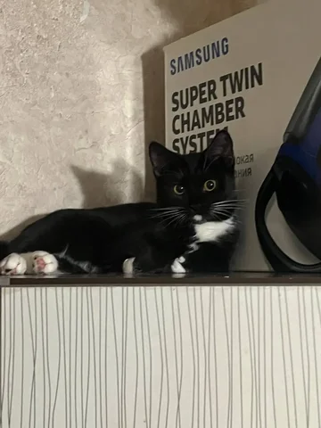 Пропала кошечка на Огородной 91В, Саратов - Потерялись/Найдены в Саратов