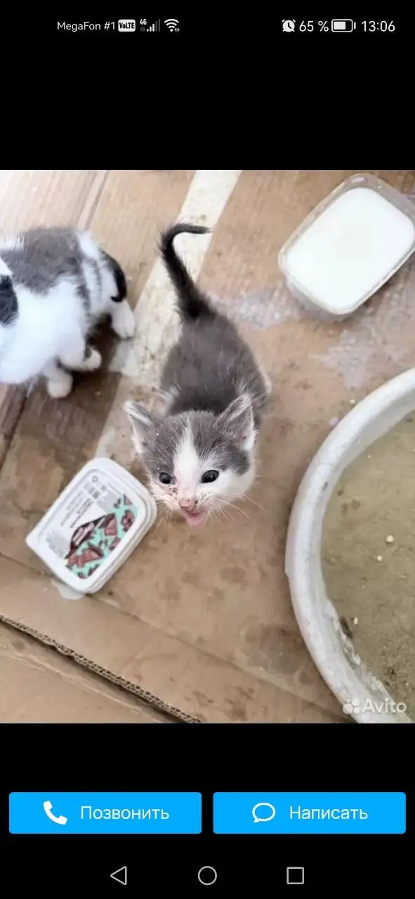 Котята отдаются в добрые руки - Кошки (Животные) в Калининск