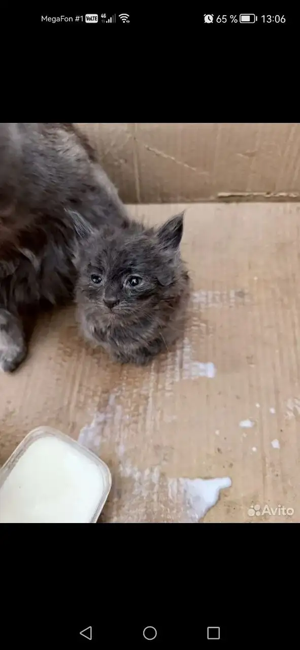 Котята отдаются в добрые руки - Кошки (Животные) в Калининск