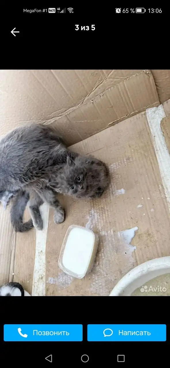 Котята отдаются в добрые руки - Кошки (Животные) в Калининск