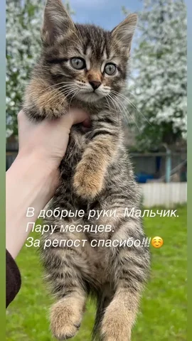 Ищу заботливые ручки для мальчишки - Потерялись/Найдены в Саратов
