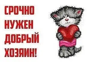 Пристройство кота Сени в добрые руки - Кошки (Животные) в Саратов