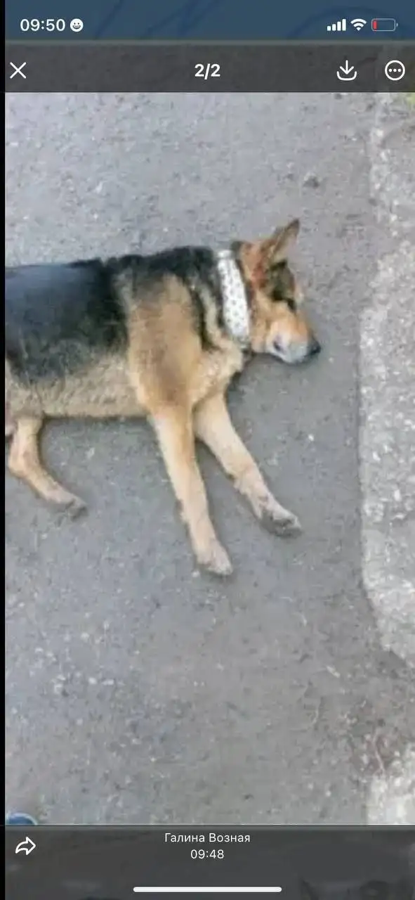 Потеряшка: собака в ошейнике с шипами - Потеряшки (Животные) в Саратов