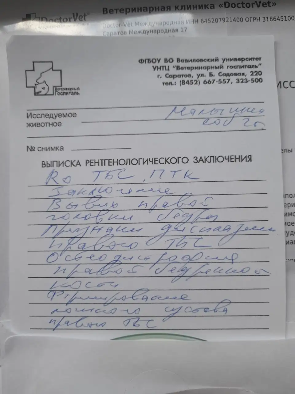 Срочный сбор на операцию собаке - Животные в Саратов