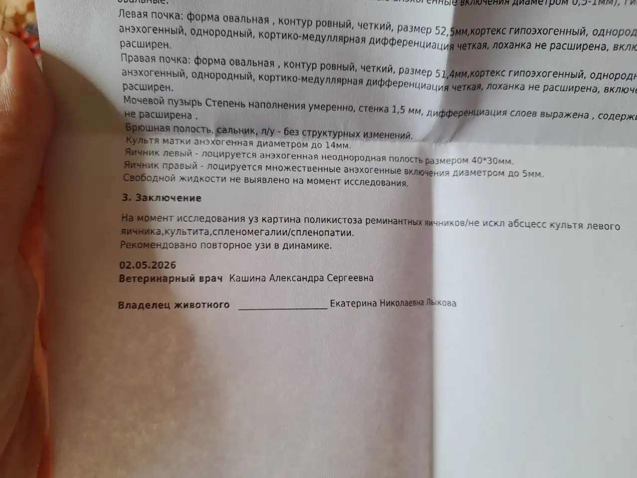 Срочный сбор на операцию собаке - Животные в Саратов