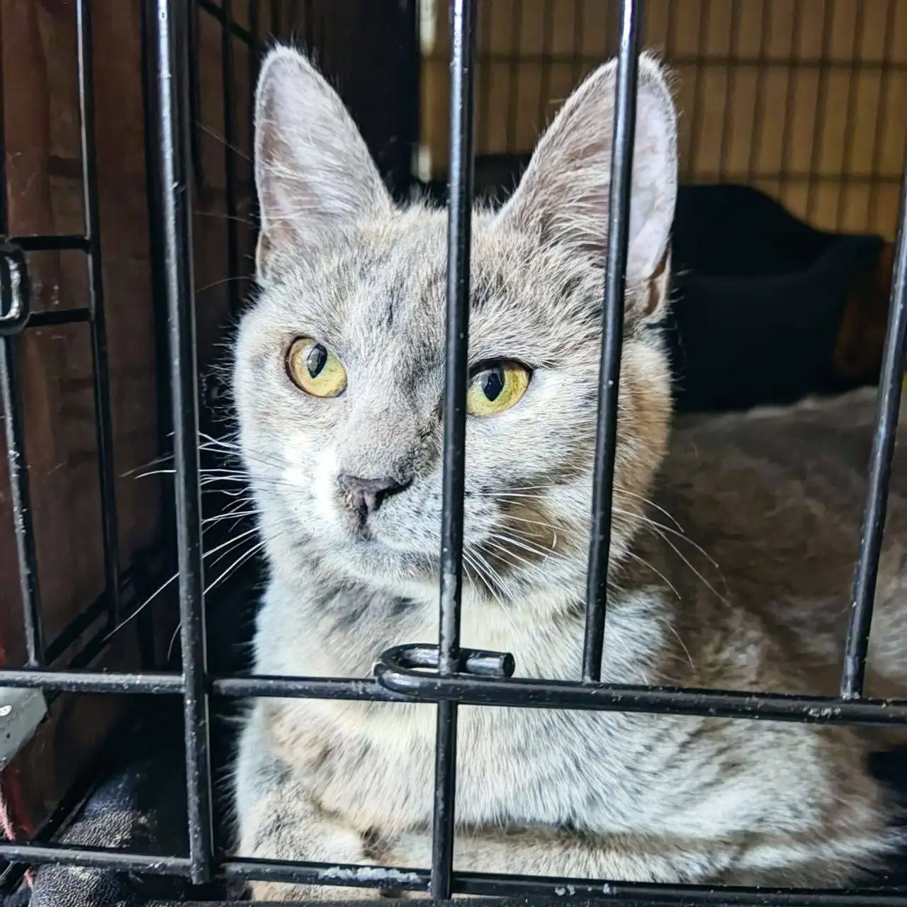 Сбор для котодевочки Тучки с лишаем - Кошки (Животные) в Саратов