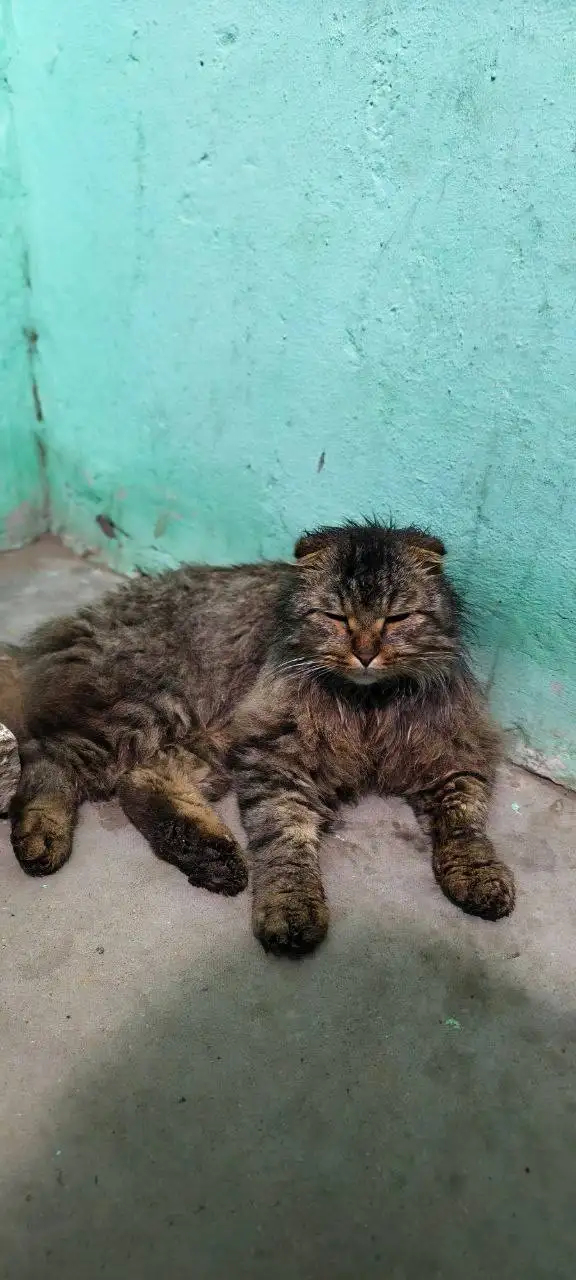 Потерялась кошка на ул. Авиационной - Кошки (Животные) в Саратов