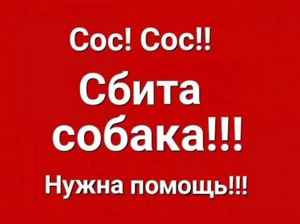 Срочно! Сбили собаку, нужна помощь - Бесплатно (Животные) в Саратов