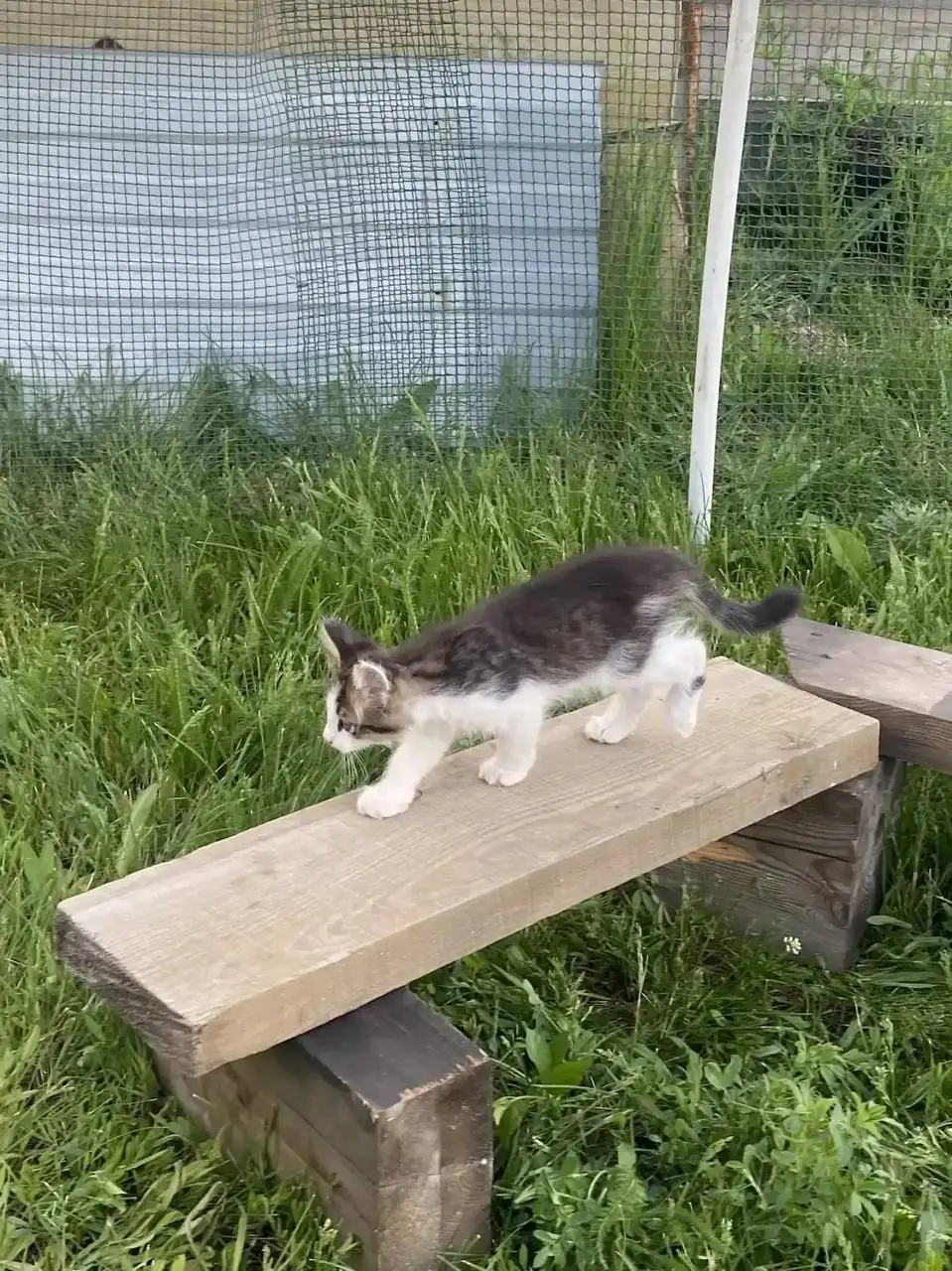 Отдают котят в добрые руки - Кошки (Животные) в Саратов