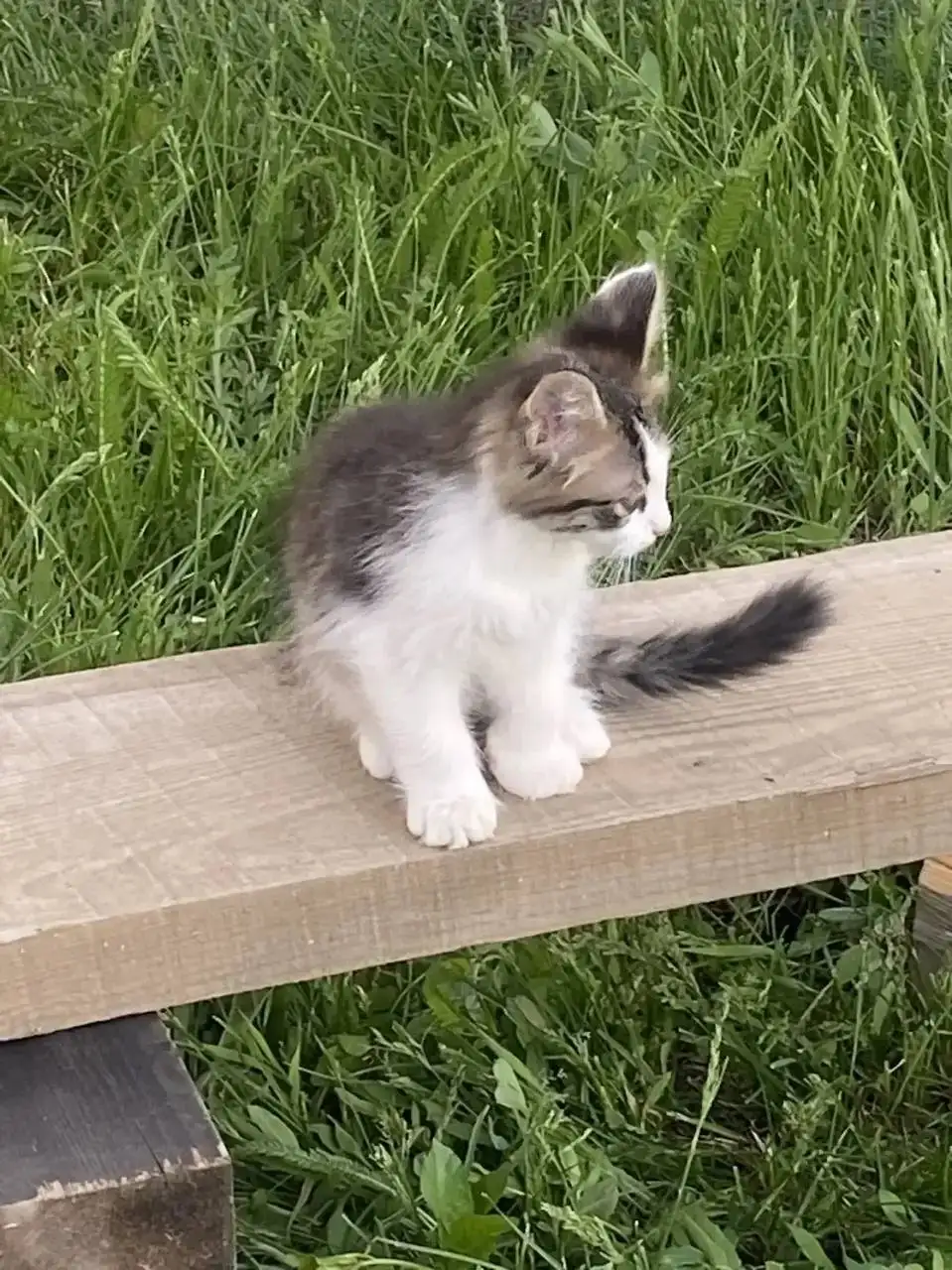 Отдают котят в добрые руки - Кошки (Животные) в Саратов
