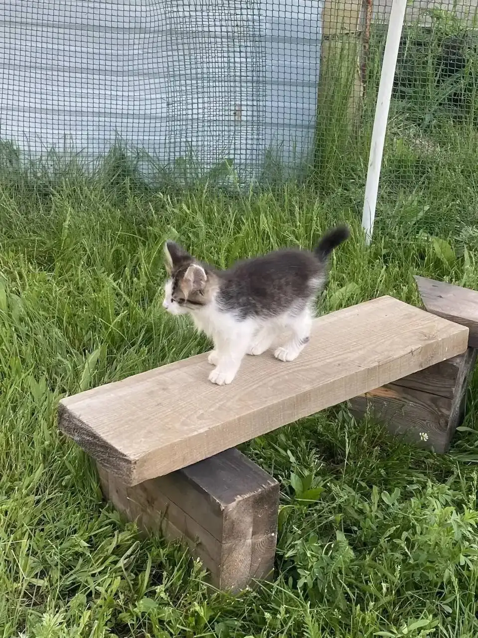 Отдают котят в добрые руки - Кошки (Животные) в Саратов