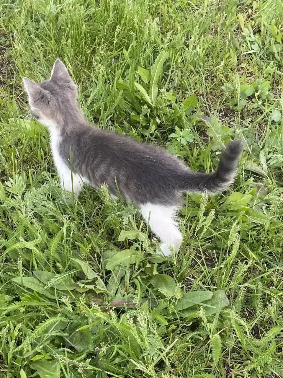Отдают котят в добрые руки - Кошки (Животные) в Саратов