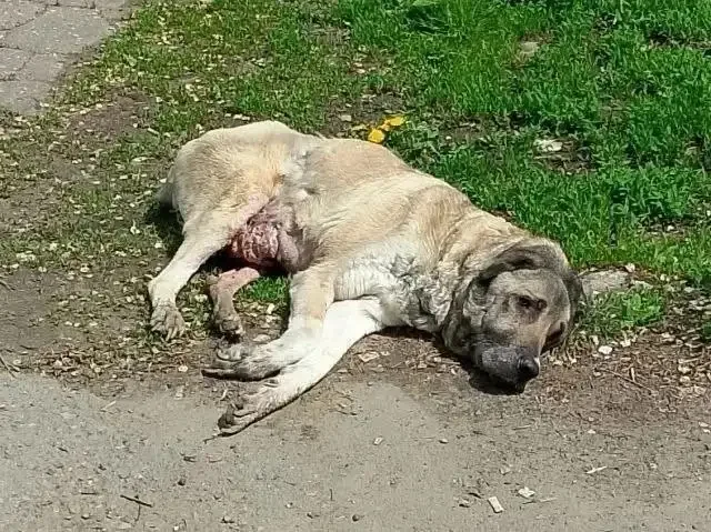 Помощь брошенной собаке в Энгельсе - Животные в Энгельс