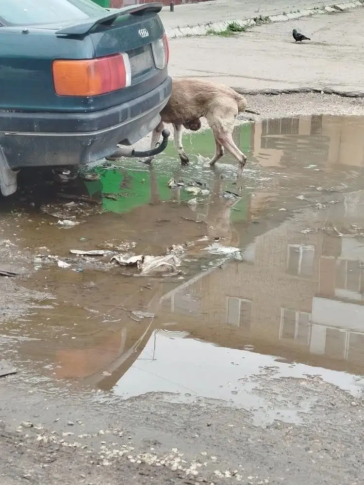 Помощь брошенной собаке в Энгельсе - Потеряшки (Животные) в Энгельс