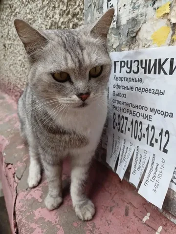 Кошечка ищет дом - Ветеринария в Саратов