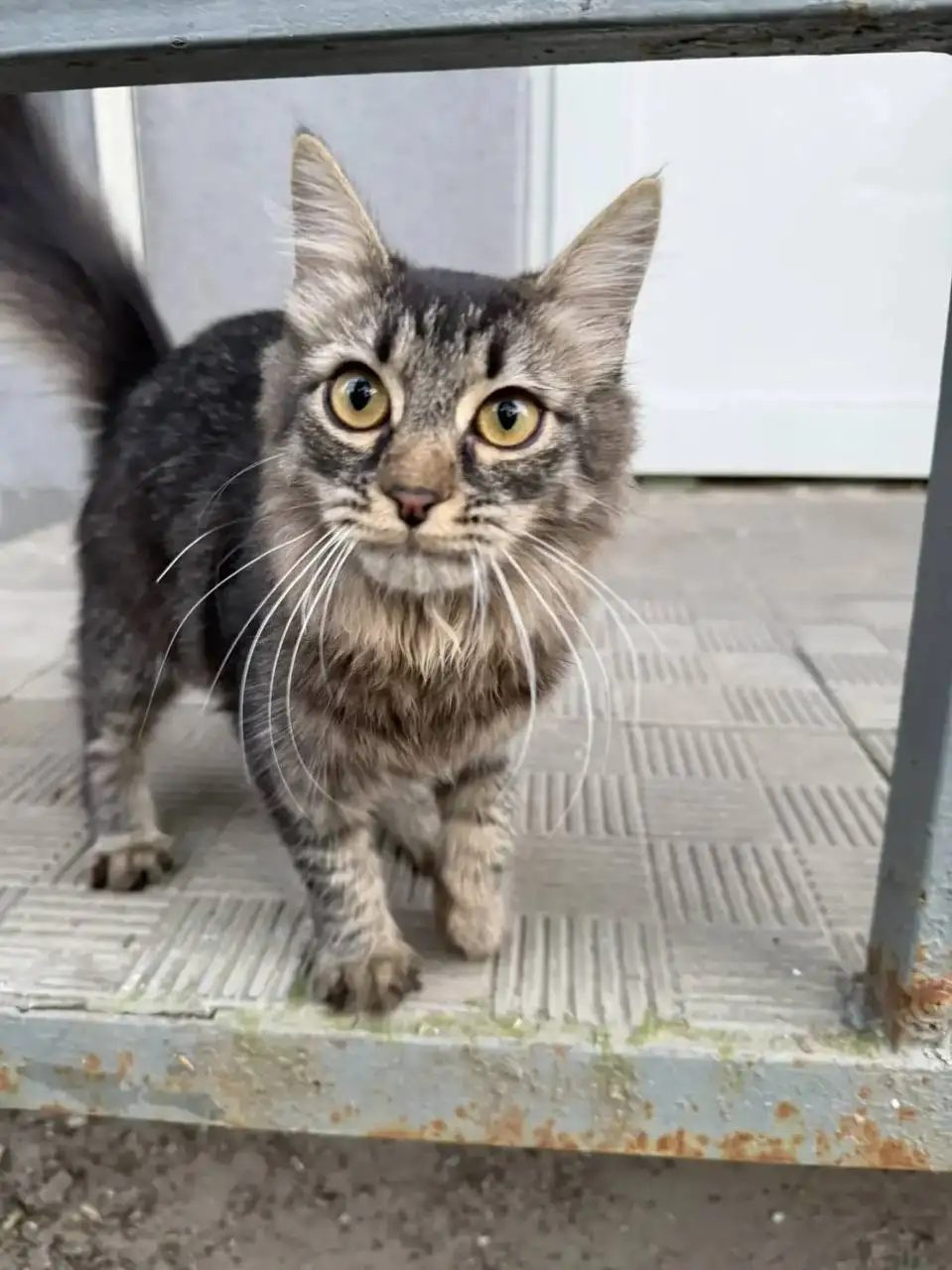 Потерялся котенок ласкуша - Кошки (Животные) в Саратов
