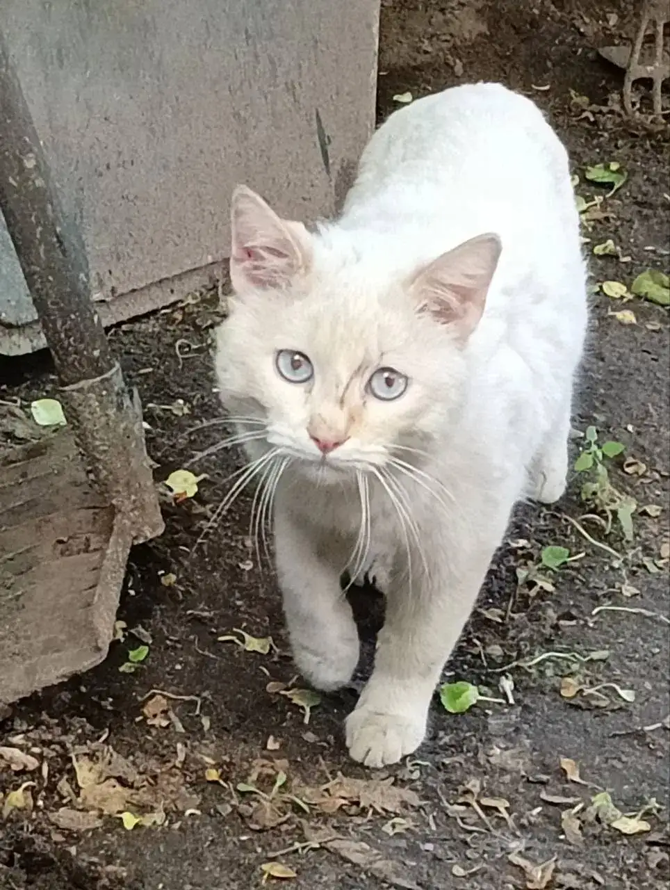 Отдам котов в добрые руки - Кошки (Животные) в Саратов