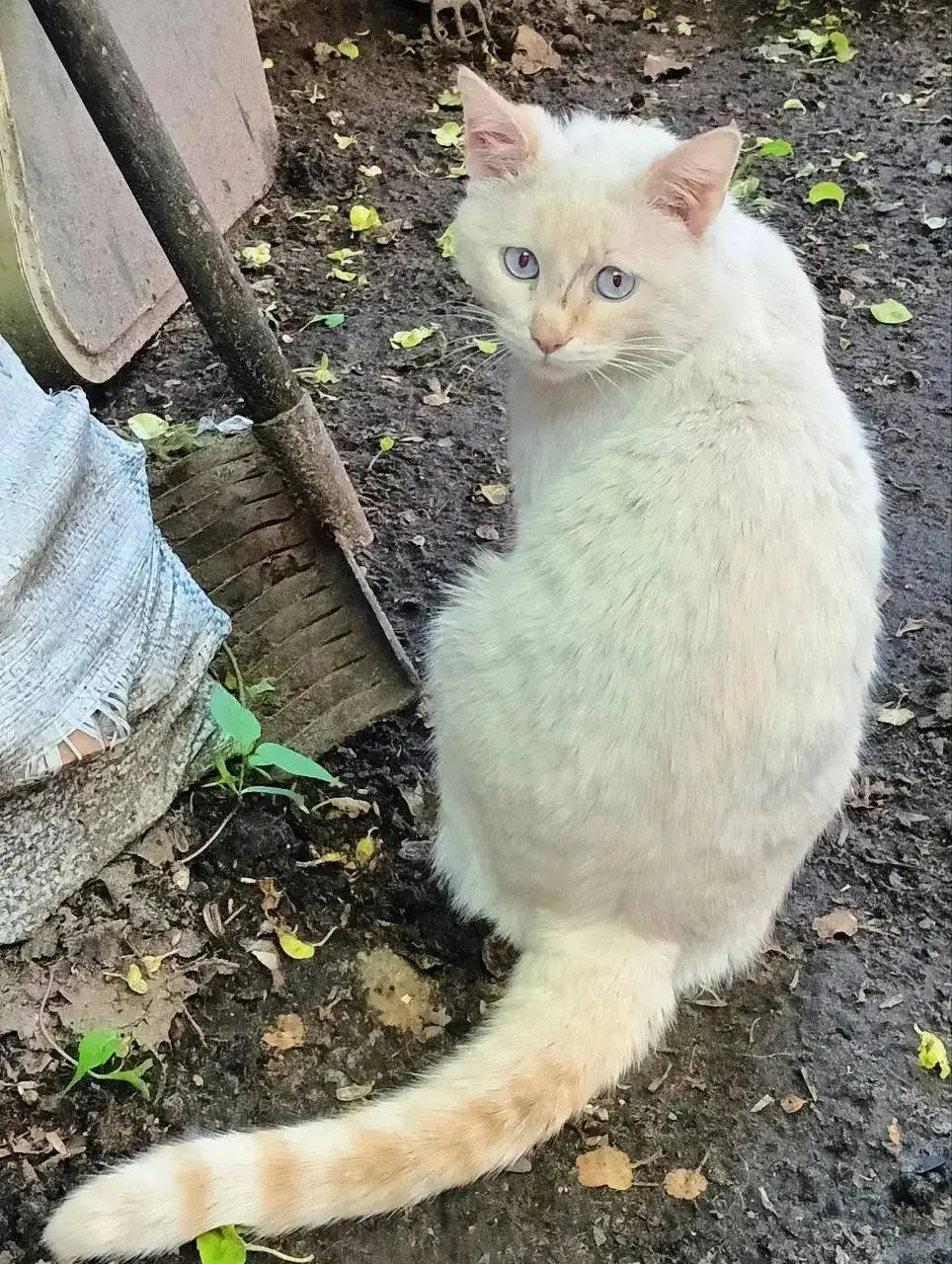 Отдам котов в добрые руки - Кошки (Животные) в Саратов