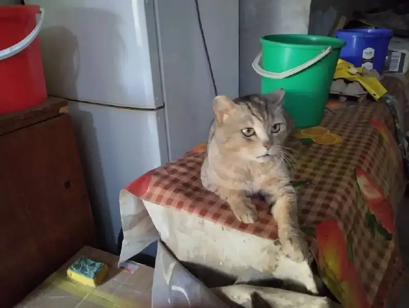 Отдам котов в добрые руки - Кошки (Животные) в Саратов