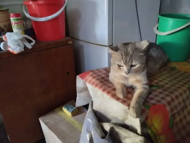 Отдам котов в добрые руки - Кошки (Животные) в Саратов