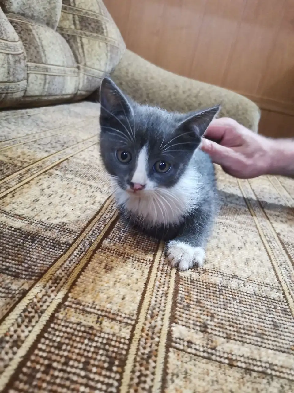 Ищу дом для котенка - Кошки (Животные) в Саратов