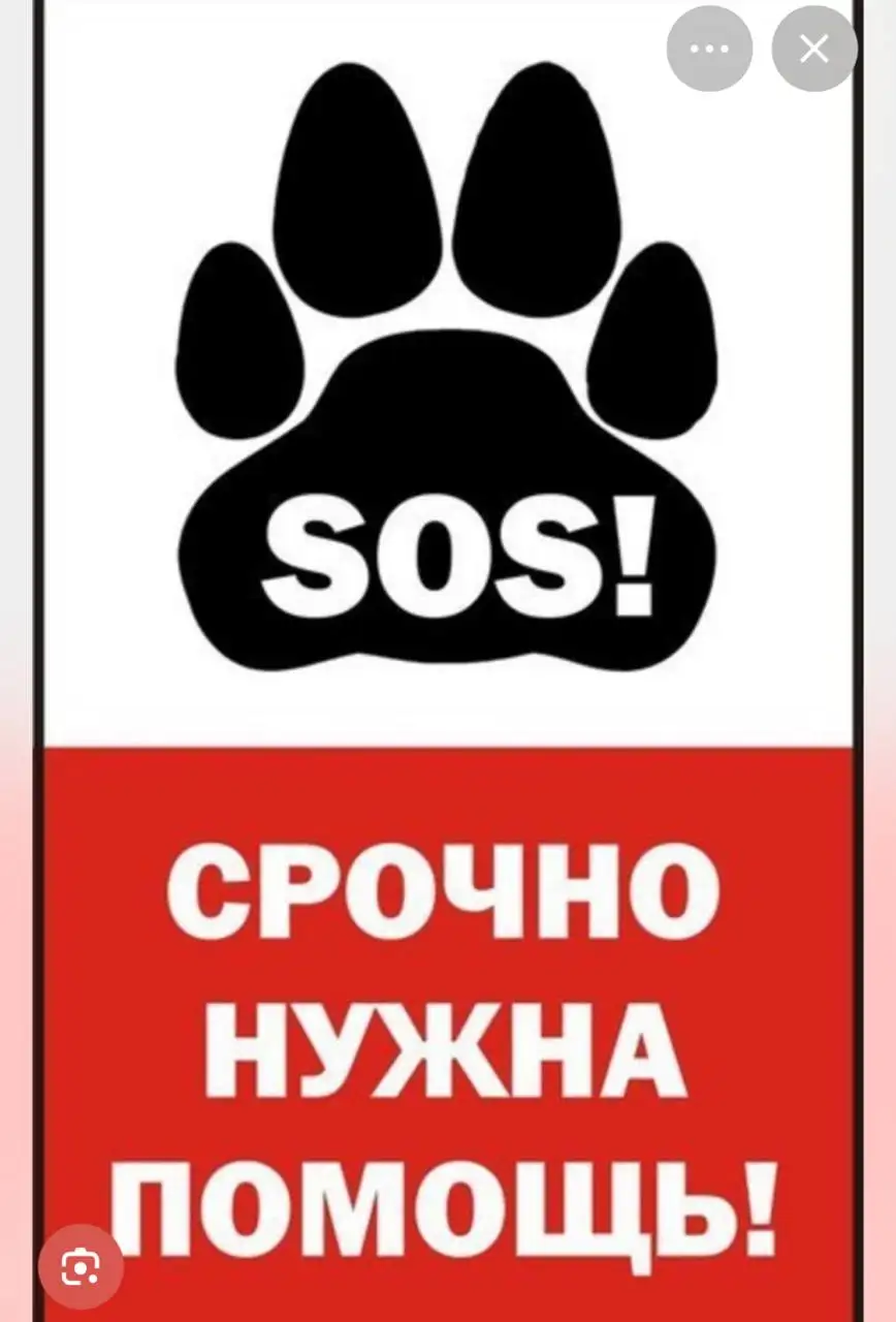 Собака провалилась в погреб - Потеряшки (Животные) в Саратов