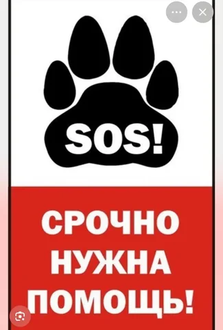 Собака провалилась в погреб - Ветеринария в Саратов