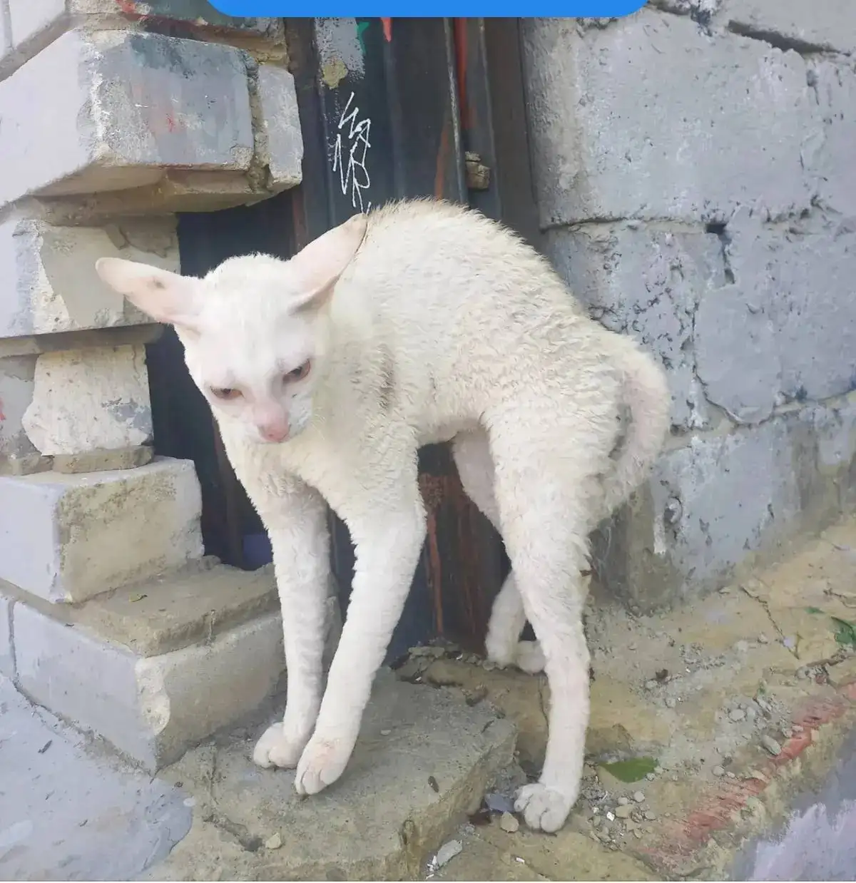 Замечен корниш-рекс - Кошки (Животные) в Саратов