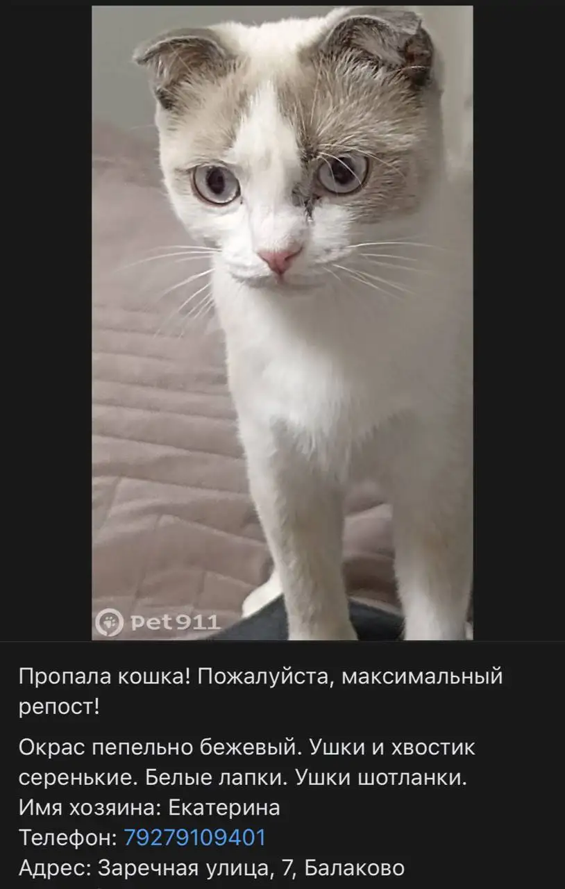 Теряшки: белый кот, серая кошка в Балаково - Животные в Балаково