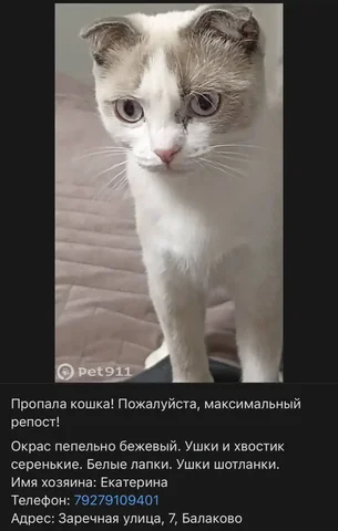 Теряшки: белый кот, серая кошка в Балаково - частное объявление в Балаково