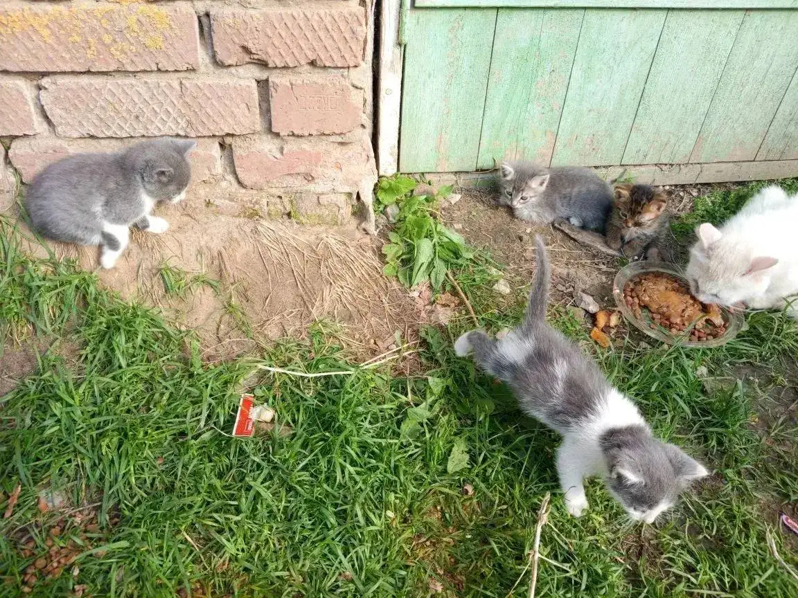 Спасение котят в Марксе - Кошки (Животные) в Маркс